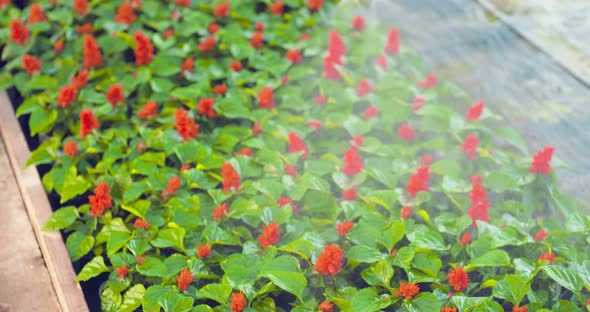 Gardener Watering Flowers on Farm