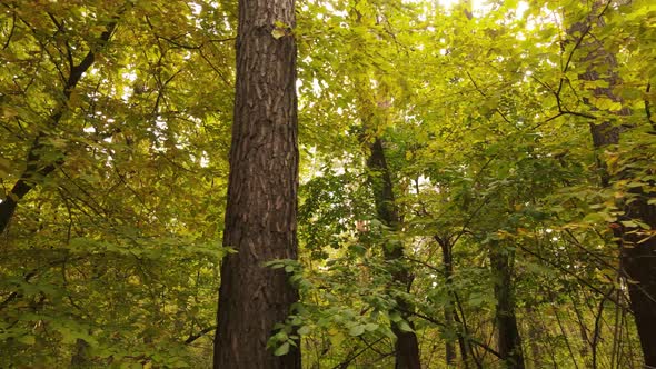 Trees in the Forest on an Autumn Day