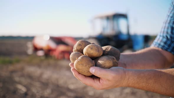 Potato Harvesting