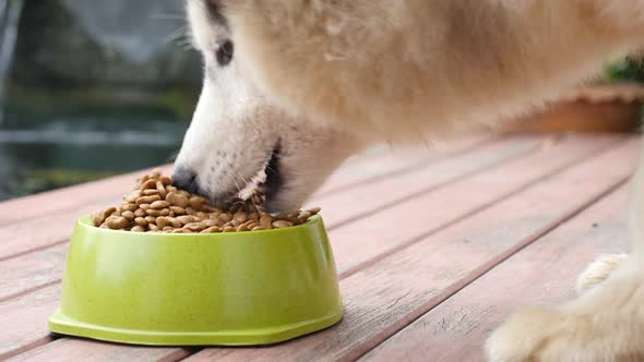 Close Up Of Siberian Husky Dog Eating Food In A Bowl On Wooden Floor