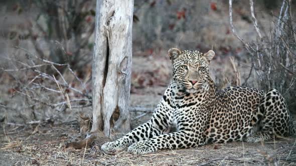 Male leopard watching and listening intently at dusk in Greater Kruger National Park, South Africa.