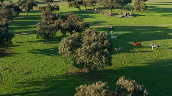 Aerial Footage of Beautiful Animals Grazing in the Pasture