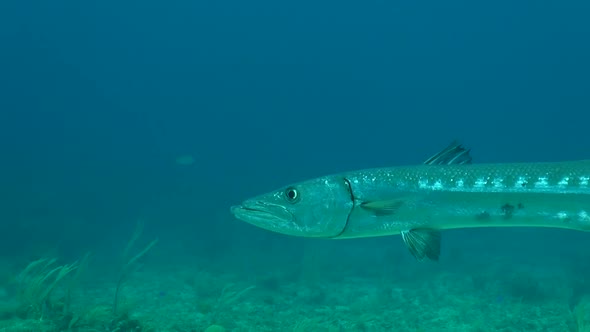 Barracuda swims by