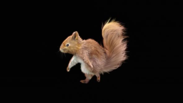 66 Squirrel Dancing HD