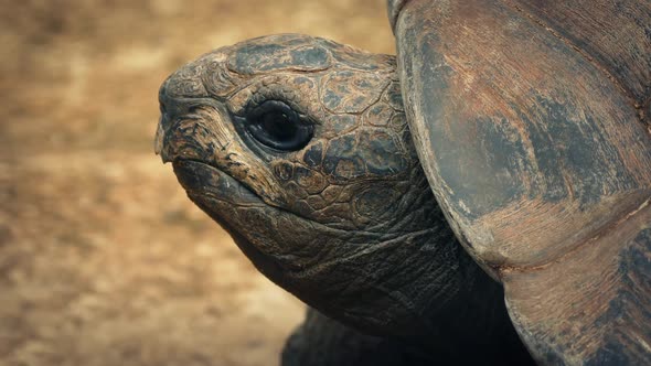 Tortoise On The Beach