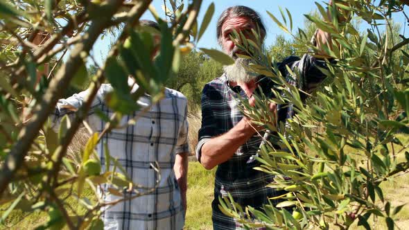 Friends examining olives on plant 4k