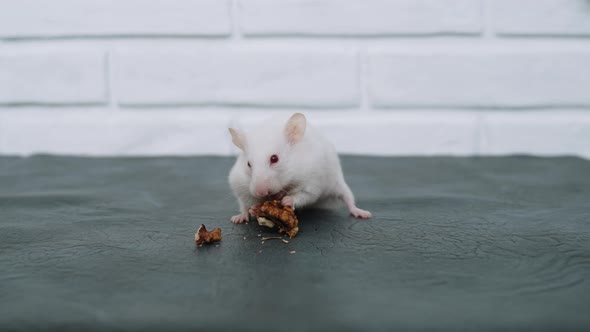 Adorable Cute Funny White Fluffy Albino Hamster Sits and Nibbles on Walnut