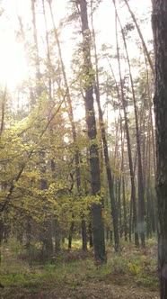 Vertical Video Autumn Forest By Day