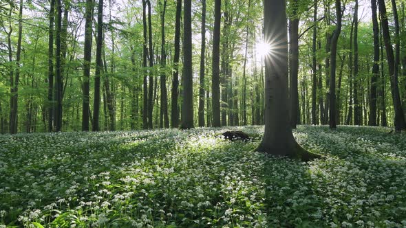 White ramson flowers, Hainich National Park, Thuringia, Germany