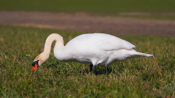 swan eating grass in the countryside