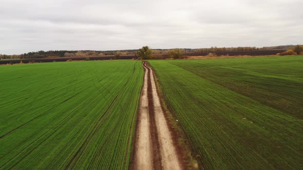 Flying Over a Dirt Road in the Middle of a Farm Field with Young Shoots of Winter Crops