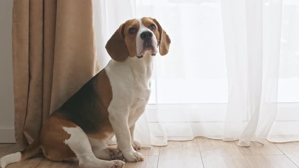 Dog Beagle with Sad Eyes Sitting at Home on the Floor and Looks Out the Windows