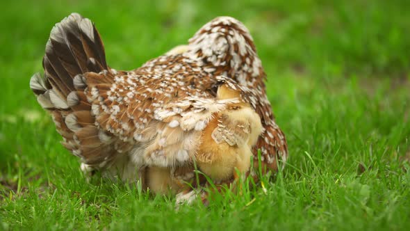 Chickens Are Hiding Under Their Mom