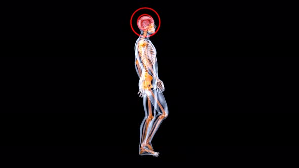 4K 3D Anatomy concept of a Xray man walking