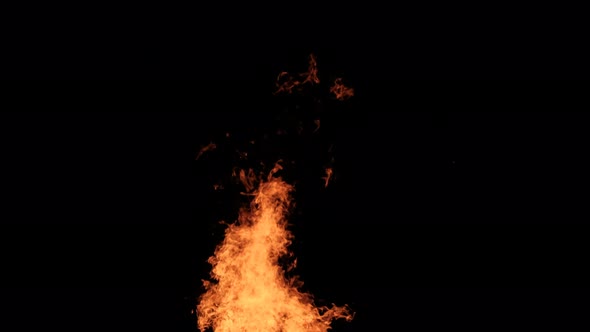 Fire Flames on a Black Background Bonfire Burning at Night
