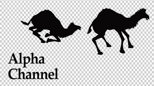 Camel Silhouette Animation Pack