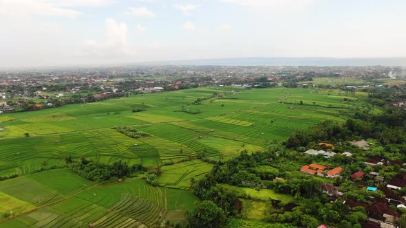 Slow-moving aerial clip of Canggu Bali showcasing lush rice fields and community and groups of house