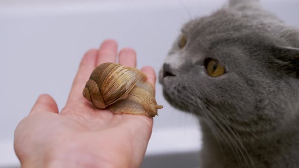 Big Gray British Cat Plays with a Small Snail Crawling on a Female Hand