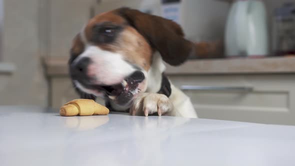 Sly hungry dog ​​of breed beagle steals a pie from the kitchen table.	