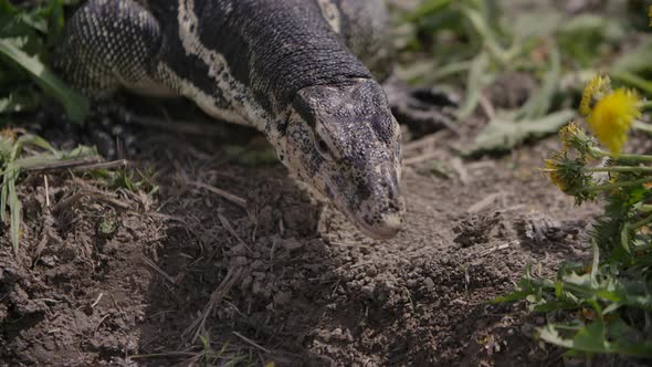 Asian water monitor tongue protracting slow motion - modern dragon living in the wild