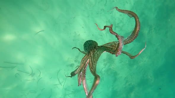 Wild octopus swimming underwater