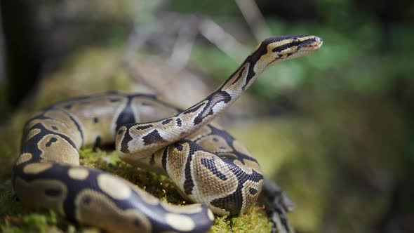 Long Adult Boa Constrictor in the Grass with His Head Raised