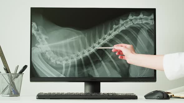 Doctor Veterinarian Examining Horse Skeleton Roentgen on Computer Monitor