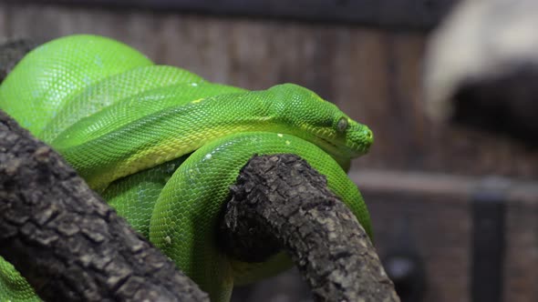 Green Tree Python Moving