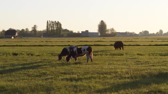 Cows grazing on idyllic Dutch meadow backlit by warm glowing sunset; parallax
