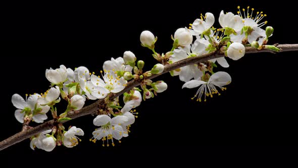 Time Lapse of Flowering Cherry Flowers