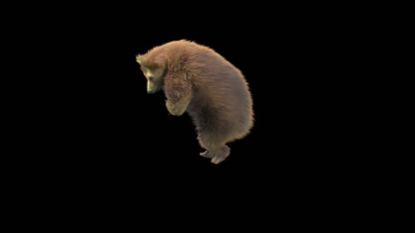 145 Bear Dancing HD