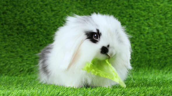 Little rabbit eats lettuce. Cute rabbit on the lawn.