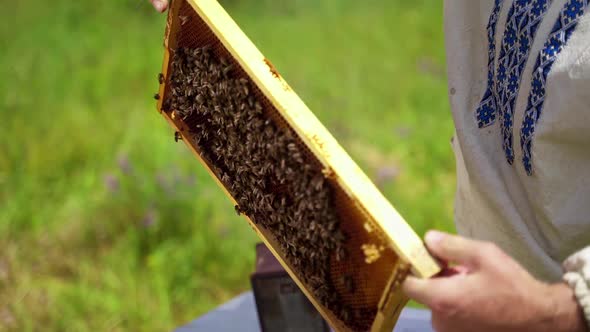 Frame of a bee hive. Beekeeper harvesting honey. Apiculturist checking bees on a frame at apiary. 