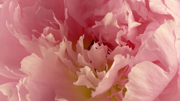 Beautiful Pink Peony Background