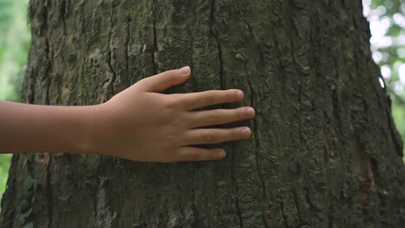 Female Hand Touching and Stroking Bark of Pine Tree in Forest.