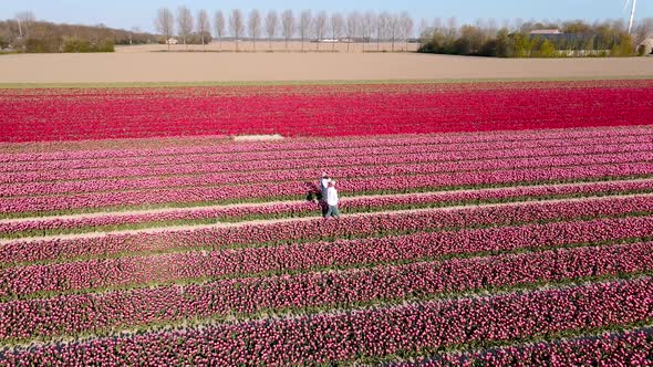 Tulip Field in The Netherlands Colorful Tulip Fields in Flevoland Noordoostpolder Holland Dutch