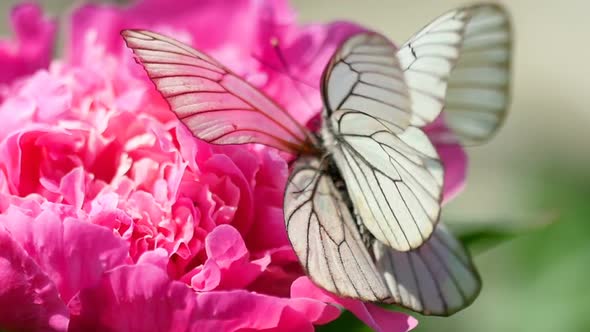 Black Veined White Butterfly