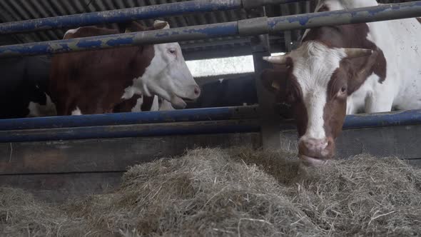 Two Cows in a Barn Eating Hay, on an Organic Dairy Farm