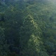 Drone Aerial video Pine - VideoHive Item for Sale