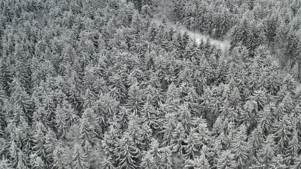 Aerial View of Large Area of Frozen Forest with High Pine and Spruce Trees Covered with Snow