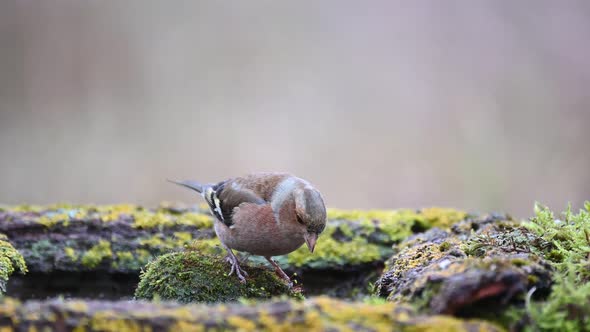 Male common chaffinch Fringilla coelebs. A songbird drinks water and flies away