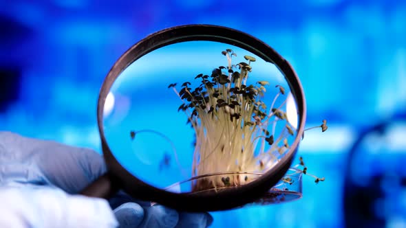Scientist Examining Microgreens Under a Magnifying Glass in a Laboratory Closeup