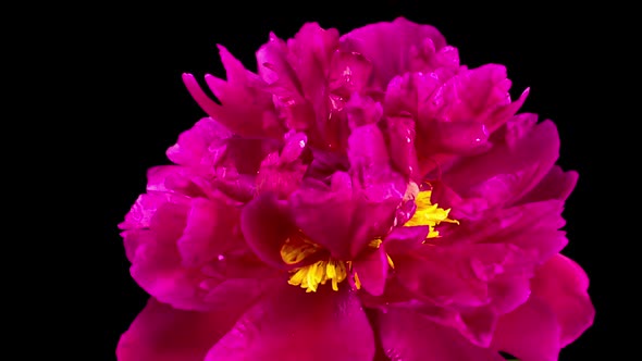 Time Lapse of Beautiful Red Peony Flowers Blooming