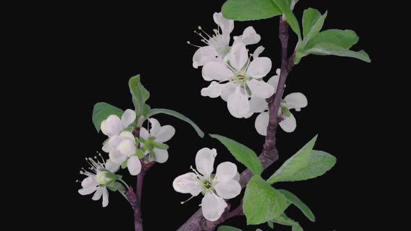 Time-lapse of blooming plum tree branch