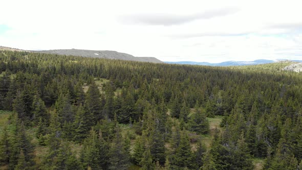 Coniferous forest from above