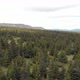 Coniferous forest from above - VideoHive Item for Sale