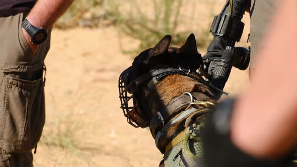 Close-up of a combative military dog with a mouth barrier waiting for orders with his tongue out thi