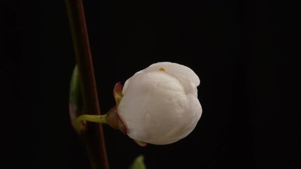 A Flower Blossoms on a Tree. Timelapse