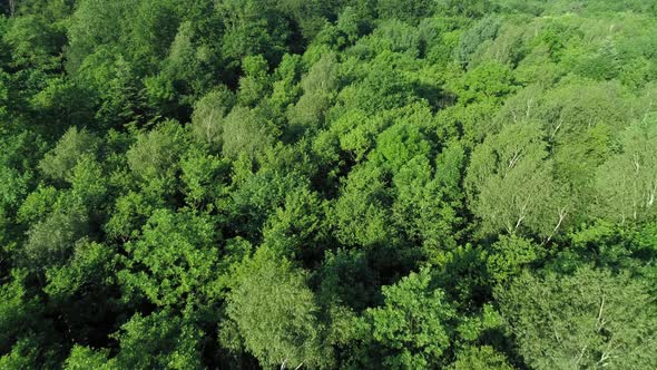 Drone view of forest in spring scenery 