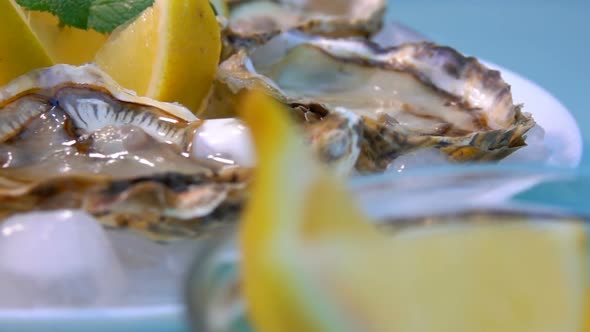 Closeup Panorama of Fresh Open Delicious Oysters on the Ice with Lemon Slices